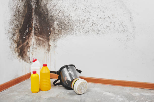 Best Residential Mold Removal  in Herrin, IL