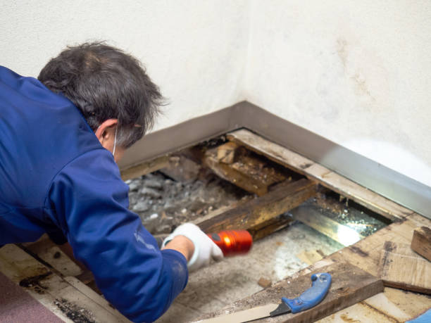 Best Local Mold Removal Service  in Herrin, IL