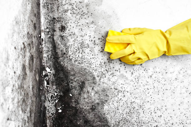 Best Water Damage Restoration  in Herrin, IL
