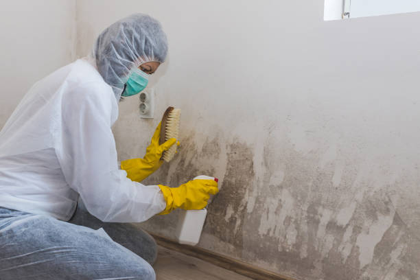 Best Toxic Mold Removal  in Herrin, IL