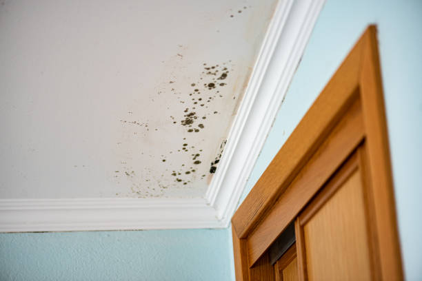 Best Fast Mold Removal  in Herrin, IL