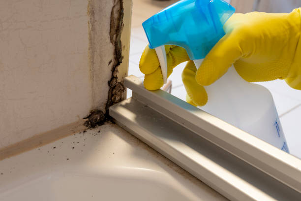 Best Emergency Mold Removal  in Herrin, IL