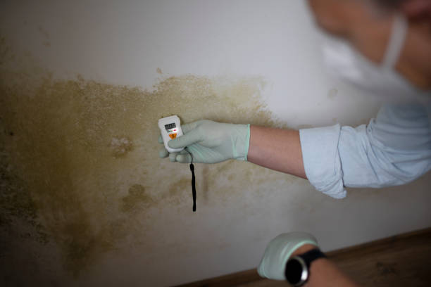 Best Best Mold Removal Companies  in Herrin, IL