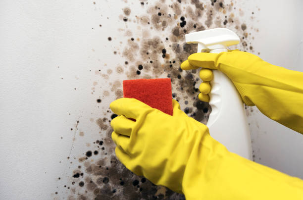 Best Affordable Mold Removal  in Herrin, IL