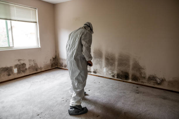 Reliable Herrin, IL Mold Removal Solutions
