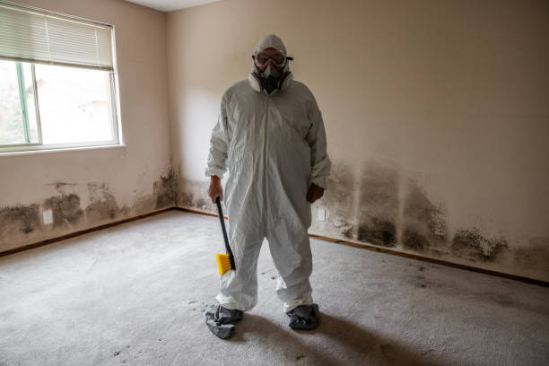 Home Mold Removal in Herrin, IL