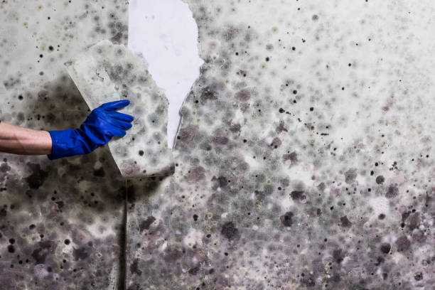 Home Mold Removal in Herrin, IL